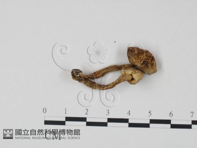登錄號:F0021987藏品圖，第3張