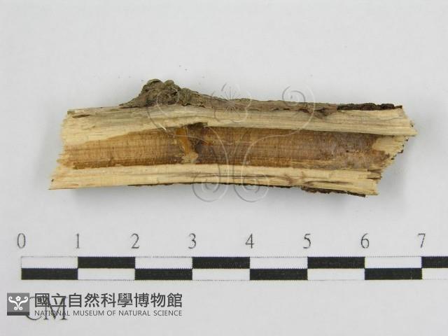 登錄號:F0011987藏品圖，第3張