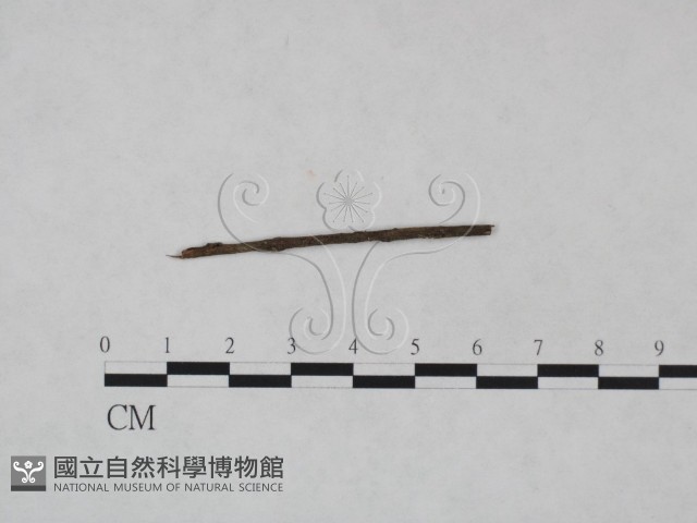登錄號:F0024987藏品圖，第3張