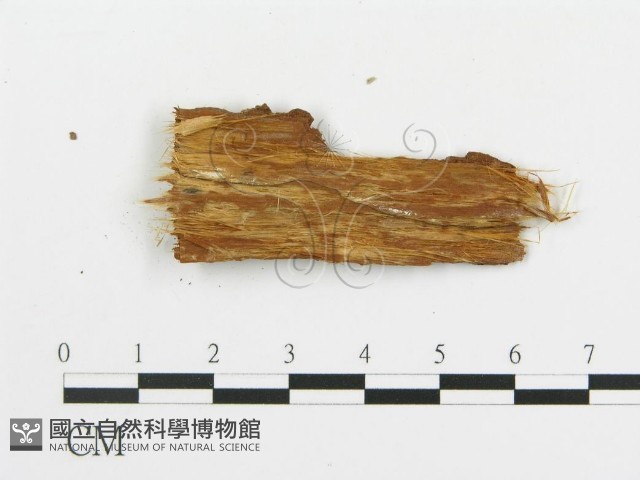 串擔革菌屬藏品圖，第3張