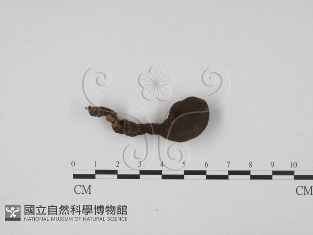 炭角菌屬藏品圖，第3張