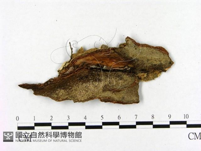 登錄號:F0019987藏品圖，第3張