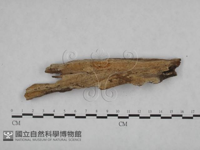 絲皮菌屬藏品圖，第3張