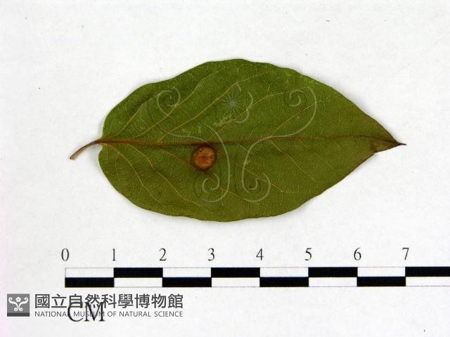 登錄號:F0020687藏品圖，第3張
