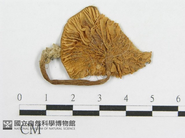 粉褶菌屬藏品圖，第3張