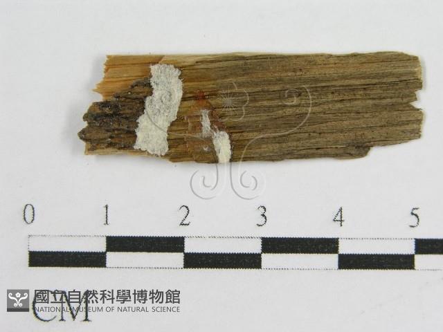 登錄號:F0016687藏品圖，第3張