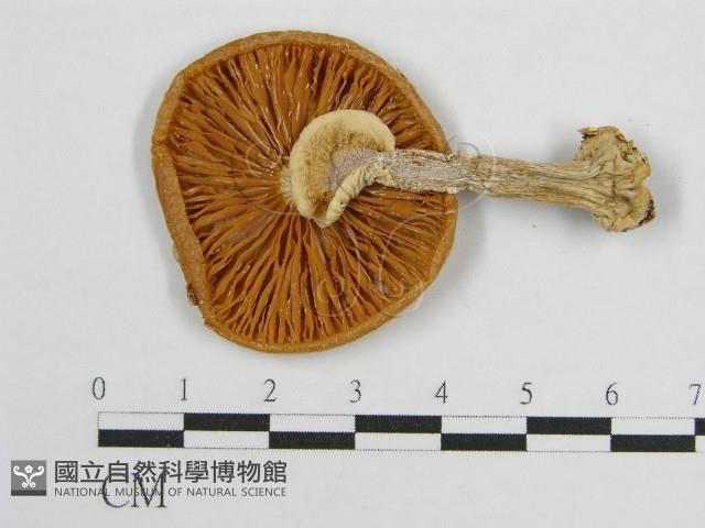 登錄號:F0001687藏品圖，第3張