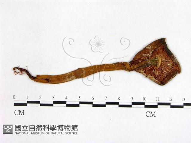 登錄號:F0011687藏品圖，第3張