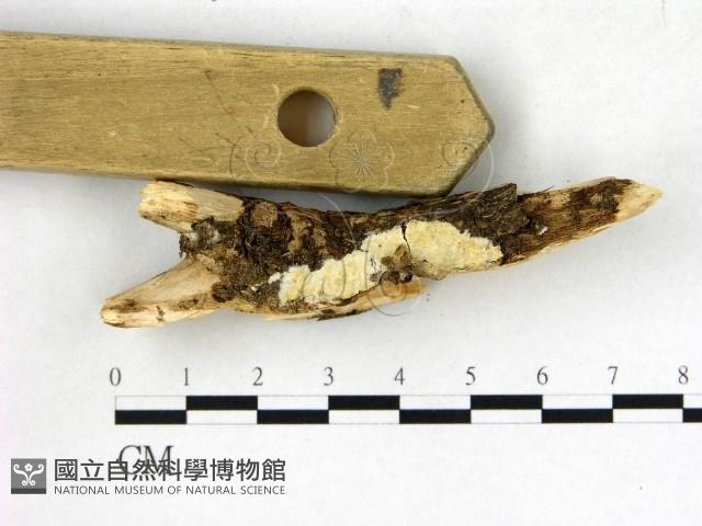 登錄號:F0022687藏品圖，第3張