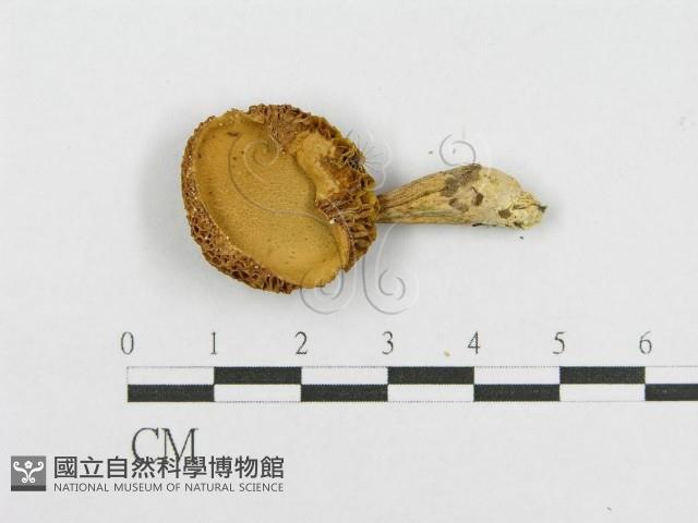 絨蓋牛肝菌屬藏品圖，第3張