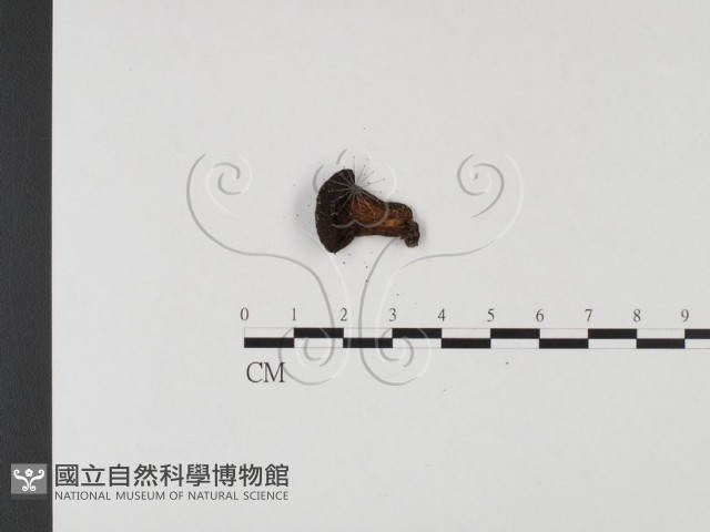 側耳屬藏品圖，第3張