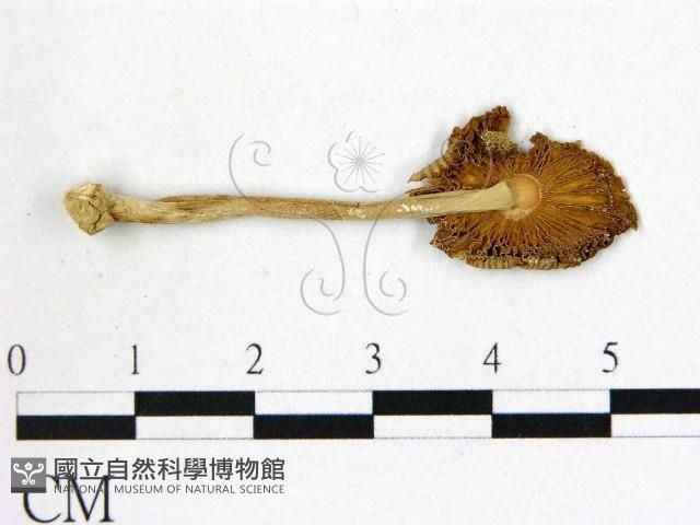 鵝膏屬藏品圖，第3張