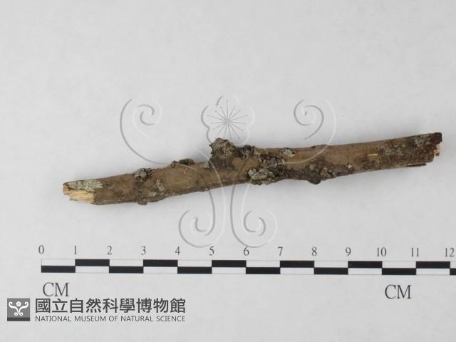 刺革菌屬藏品圖，第3張