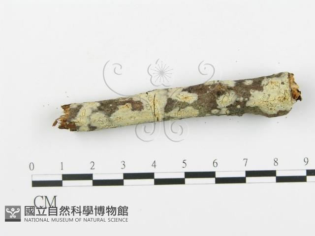 登錄號:F0013687藏品圖，第3張