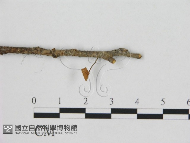 小皮傘屬藏品圖，第3張