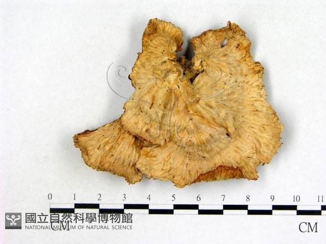 優雅波邊革菌藏品圖，第3張