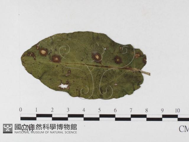 登錄號:F0026487藏品圖，第1張