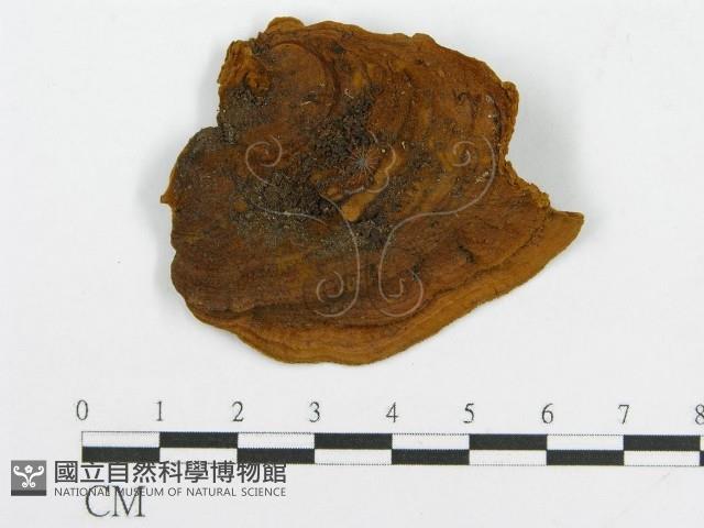登錄號:F0016487藏品圖，第1張