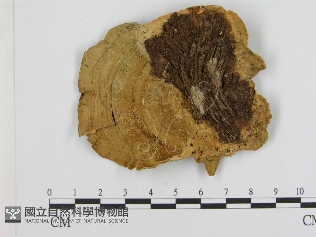 登錄號:F0001487藏品圖，第3張