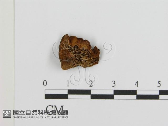 登錄號:F0011487藏品圖，第3張