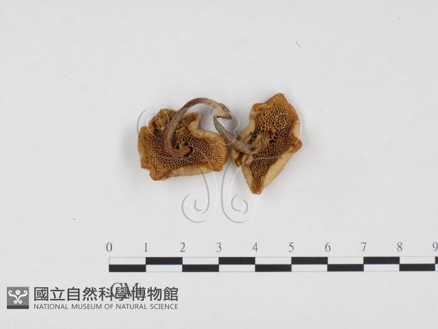 登錄號:F0024487藏品圖，第3張