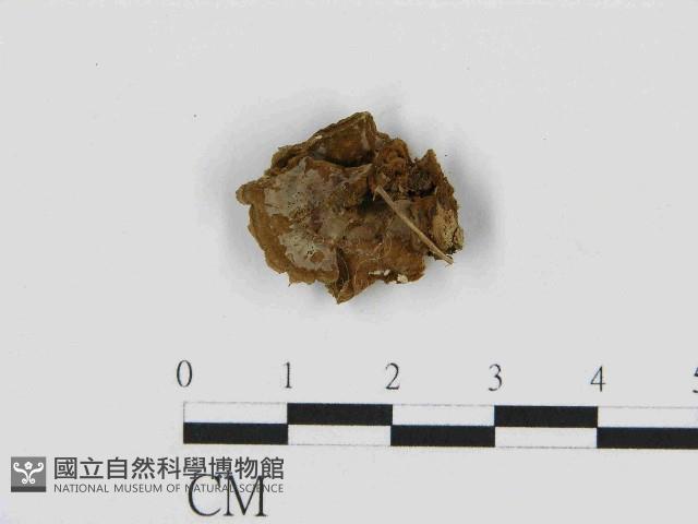 刺革菌屬藏品圖，第3張