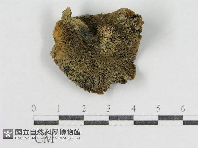 登錄號:F0012487藏品圖，第3張