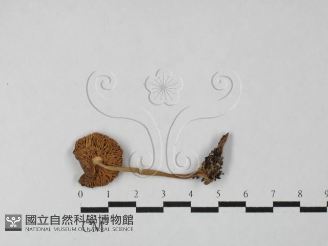 登錄號:F0027487藏品圖，第3張