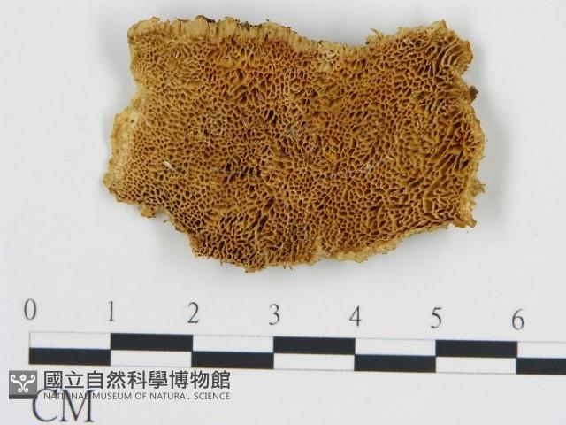 登錄號:F0017487藏品圖，第1張