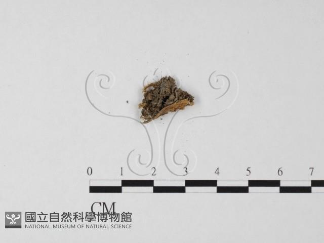 登錄號:F0025487藏品圖，第3張