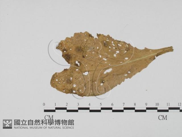 登錄號:F0019487藏品圖，第3張