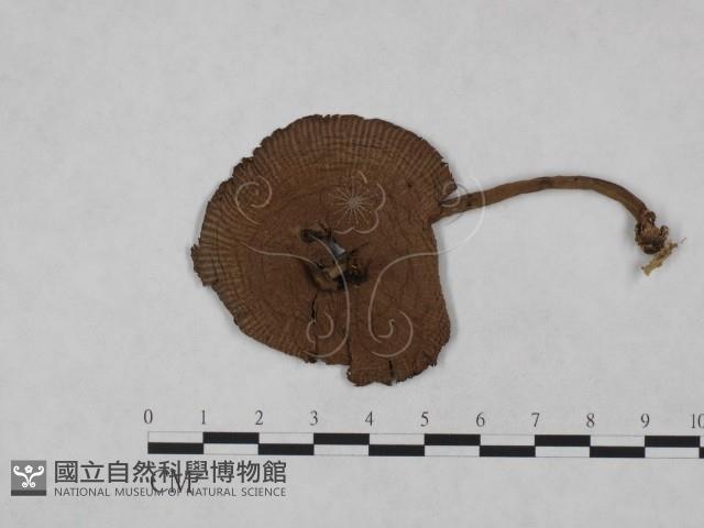 登錄號:F0023487藏品圖，第3張