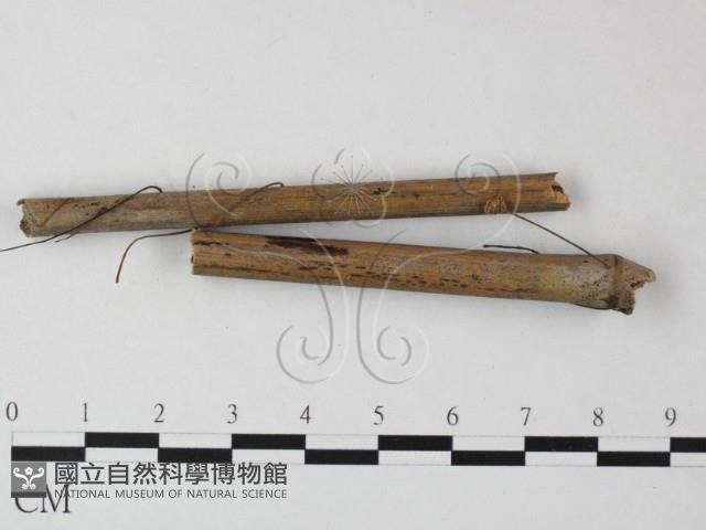 小皮傘屬藏品圖，第3張