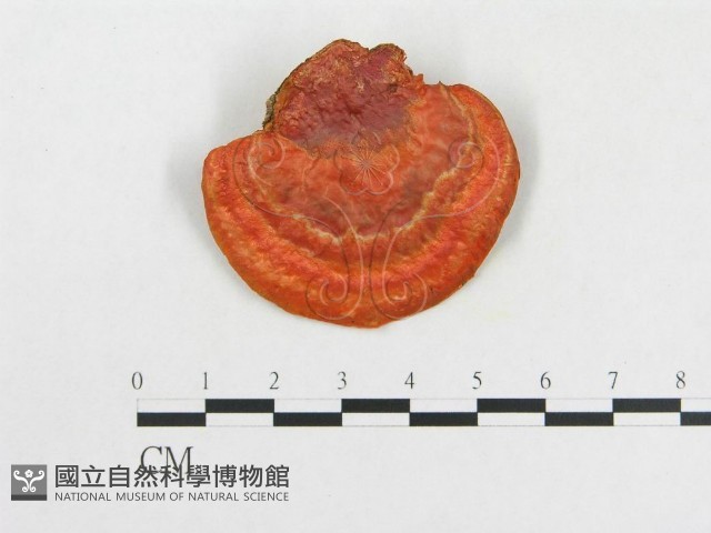 血紅密孔菌藏品圖，第3張