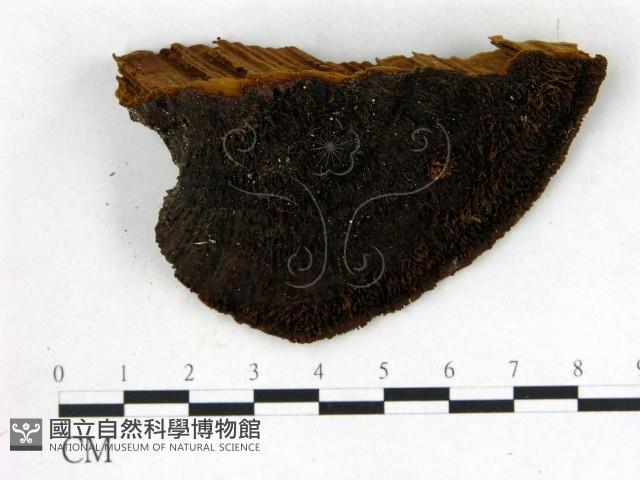 登錄號:F0018787藏品圖，第3張