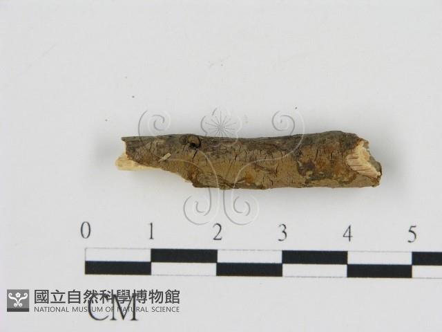 刺革菌屬藏品圖，第3張