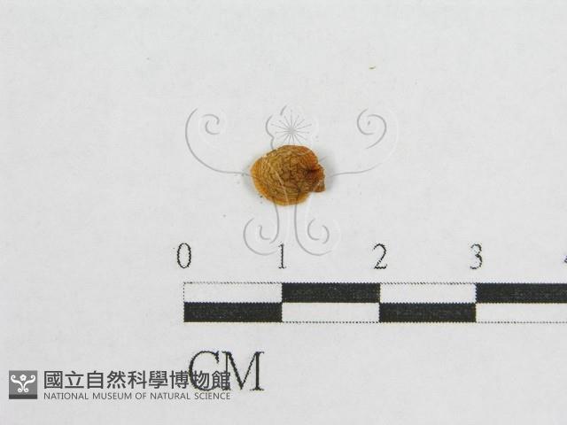 登錄號:F0010787藏品圖，第3張