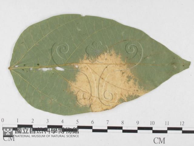 登錄號:F0026787藏品圖，第3張