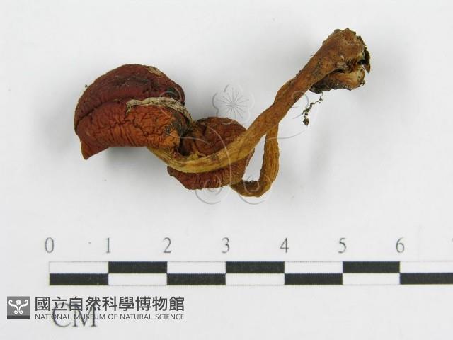 登錄號:F0001787藏品圖，第3張