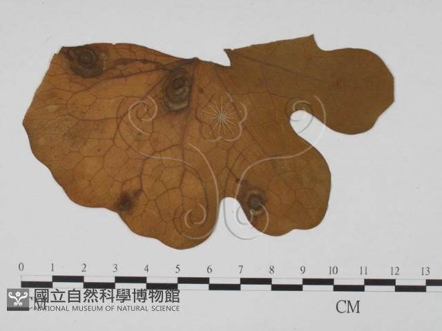 登錄號:F0011787藏品圖，第3張
