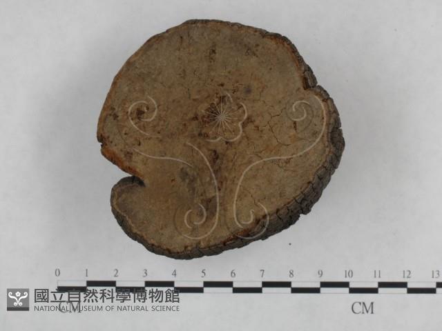 登錄號:F0024787藏品圖，第3張