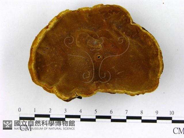 登錄號:F0014787藏品圖，第3張