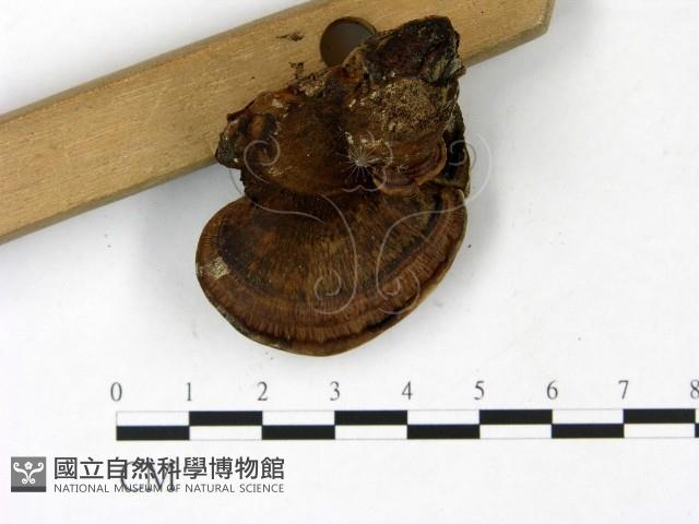 登錄號:F0022787藏品圖，第3張