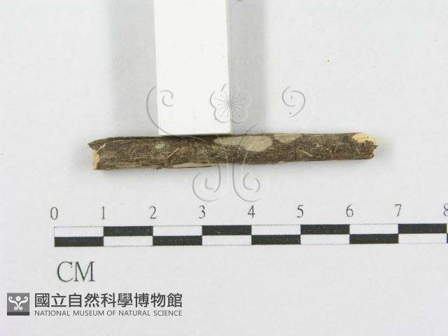 登錄號:F0012787藏品圖，第3張