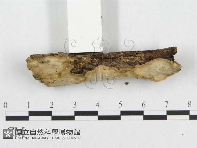 登錄號:F0007787藏品圖，第3張