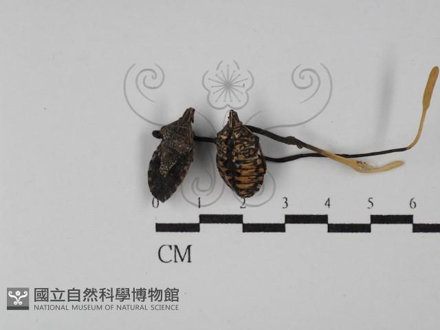 登錄號:F0029787藏品圖，第3張