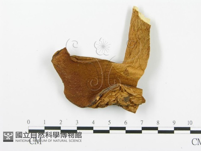 登錄號:F0009787藏品圖，第3張
