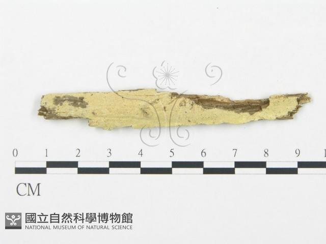 登錄號:F0019787藏品圖，第1張