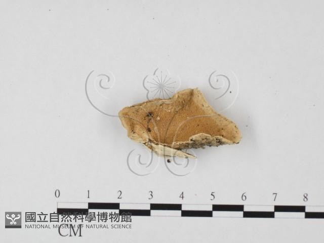 栓菌屬藏品圖，第3張