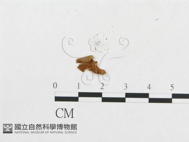 登錄號:F0008587藏品圖，第3張